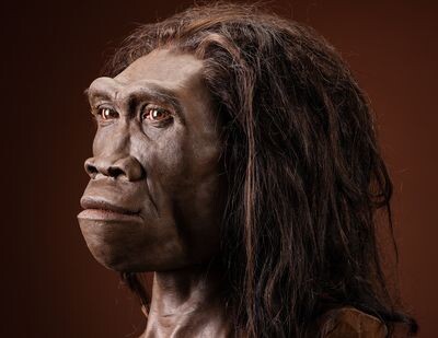 «Популяции-призраки»: как был открыт Homo erectus